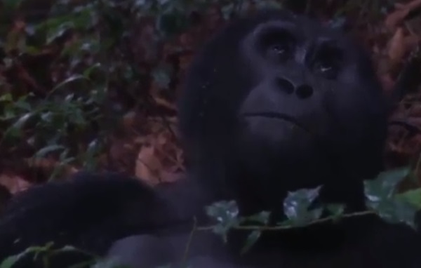 How the Batwa