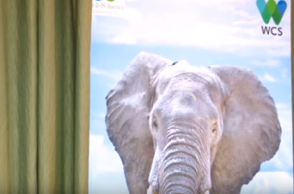 Wildlife Conservation Society to Focus on the Chinese  Market  in Ivory Trafficking Fight