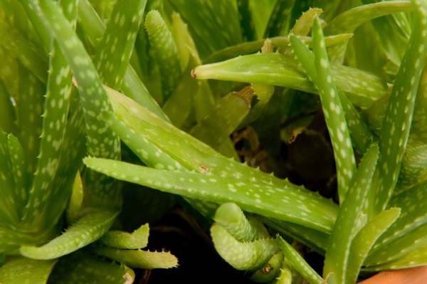 80% of Ugandans Rely on Herbal Medicine