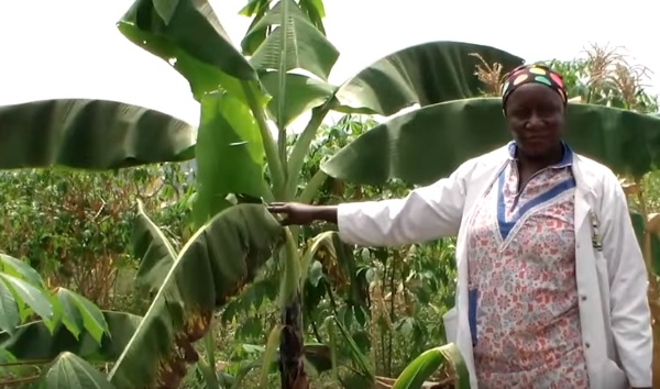 Fahera Invests NSSF Savings In Agricultural School
