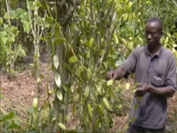 ON THE FARM: Minting Gold From Vanilla Growing
