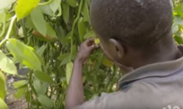 ON THE FARM: Minting Gold From Vanilla Growing