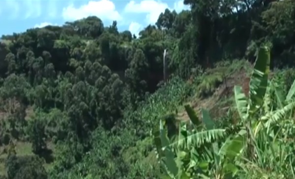 Over 100,000 hectares in 200 Forest Reserves Given Out