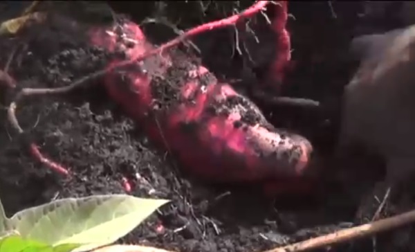 Potatoes Making Life Sweeter for Farmers in Luweero