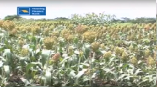World Bank Report Recommends Strategic Interventions For Increasing Agricultural Productivity